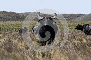 Water buffalo, Bubalus bubalis, species introduced in Argentina, La Pampa province,