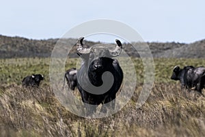 Water buffalo, Bubalus bubalis, species introduced in Argentina, La Pampa province,