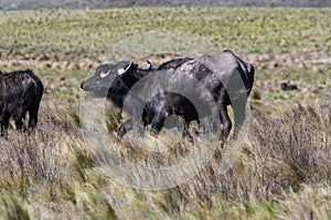 Water buffalo, Bubalus bubalis, species introduced in Argentina, La Pampa province,