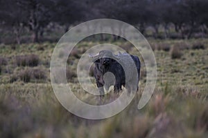 Water buffalo, Bubalus bubalis, species introduced in Argentina, La Pampa province,