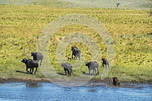 Water buffalo, Bubalus bubalis, species introduced in Argentina, photo