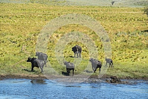 Water buffalo, Bubalus bubalis, species introduced in Argentina, photo