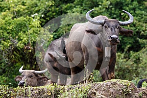 Water Buffalo - Burma