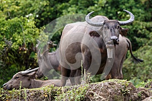 Water Buffalo - Burma