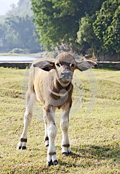 Water Buffalo Calf