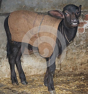 Water Buffalo calf - baby cow / buffalo