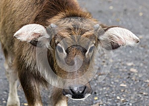 A Water Buffalo Calf, Chiang Mai, Thailand