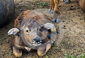 Water buffalo calf
