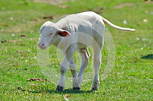 The water buffalo calf or domestic Asian water buffalo