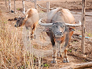 Water buffalo with calf