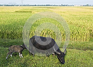 Water Buffalo and Calf in Rice Field