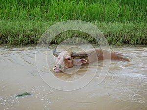 Water buffalo in the canal to cool off
