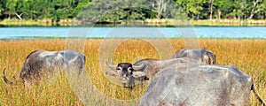 Water Buffalo chewing cud with herd in morning sunlight in Wilpattu National Park in Sri Lanka