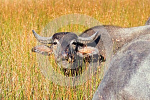 Water Buffalo chewing cud in morning sunlight in Wilpattu National Park in Sri Lanka
