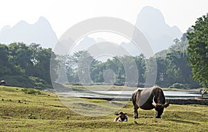 Water Buffalo in China