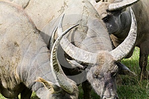 Water buffalo close up eating in the wild
