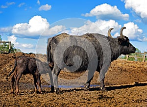 Water buffalo cow feed calf