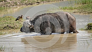 Water buffalo crossing