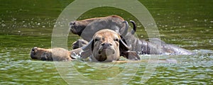 The water buffalo photo