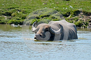 The water buffalo