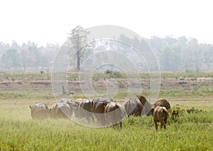 water buffalo or domestic Asian water buffalo (Bubalus bubalis),Lampang,Thailand