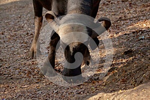 Water buffalo eating fallen dyr leaves