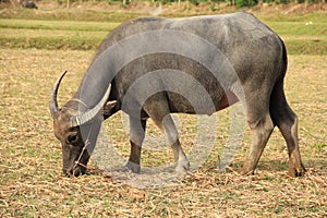 Water buffalo eating grass