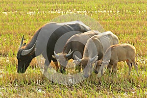 Water buffalo eating grass.