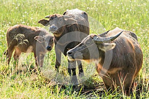 Water buffalo eating grass on meadow nature background.