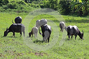 Water buffalo eating grass at the morning