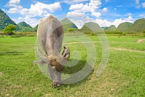 Water buffalo eating grass. Rural tourism and beautiful landscape in Yangshuo, Guangxi, China.