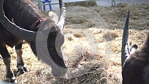 Water buffalo eating hays in farm important Asian agricultural animal