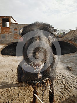 Water buffalo eating straw on the outskirts of Jaipur