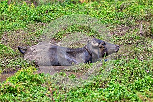 A water buffalo enjoys his time in a muddy pond