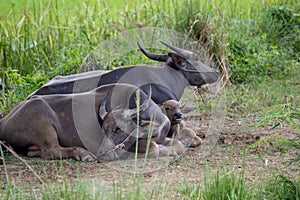 Water Buffalo family
