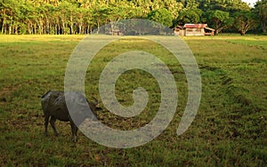 Water buffalo on the farm