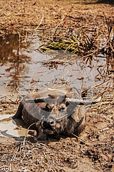 Water Buffalo feeding in the rice fields on northern Luxon