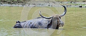 Water Buffalo and frogs.