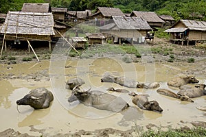 Water buffalo in front of Hmong village, Laos photo