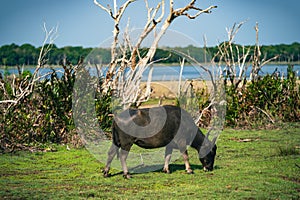 Sri Lankan Water Buffalo in Wilpattu National Park