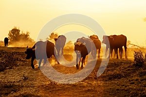 Water buffalo grazing at sunset next to the river Strymon