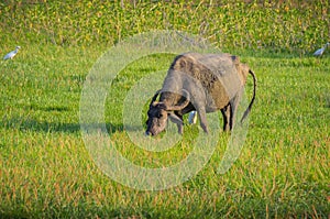 Water Buffalo in morning sunlight