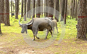 Water buffalo on green meadow with pine forest on background. pine forest park