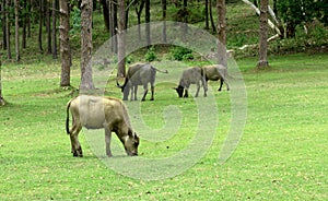 Water buffalo on green meadow with pine forest on background. pine forest park