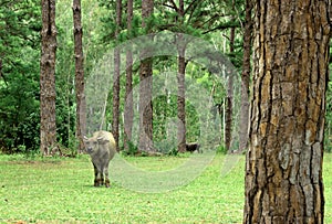 Water buffalo on green meadow with pine forest on background. pine forest park