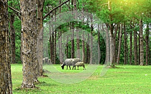 Water buffalo on green meadow with pine forest on background. pine forest park