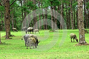 Water buffalo on green meadow with pine forest on background. pine forest park