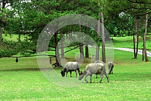 Water buffalo on green meadow with pine forest on background. pine forest park