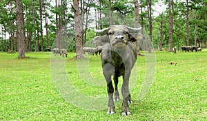 Water buffalo on green meadow with pine forest on background. pine forest park