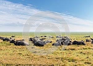 Water buffalo on green pastures